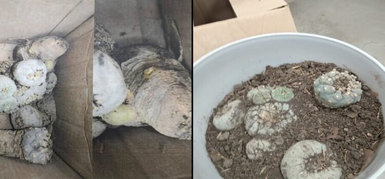 La profepa asegura ocho peyotes en una paquetería del aeropuerto del estado de Querétaro