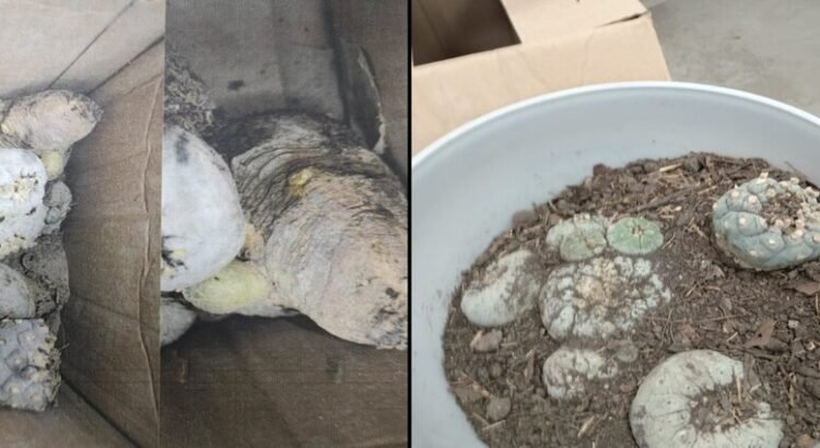 La profepa asegura ocho peyotes en una paquetería del aeropuerto del estado de Querétaro