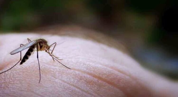 Querétaro y Jalpan concentran el mayor de los casos de dengue