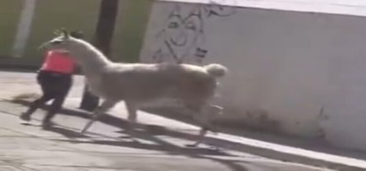 Una mujer ‘llama’ la atención en Querétaro por pasear con su exótica mascota