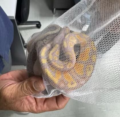 Detienen en Tailandia a ciudadano de Sri Lanka por intentar contrabandear pitones en su ropa interior