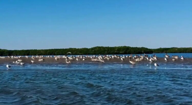 Inicia temporada alta de avistamiento de aves en La Paz