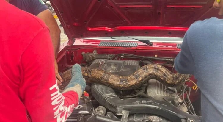 Bomberos auxilian a mujer que traía una boa en el motor de su auto